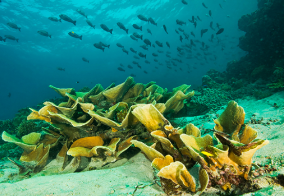 海洋环境.png 海洋环境.png